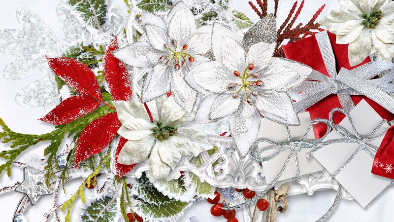 White Poinsettias and Red Leaves