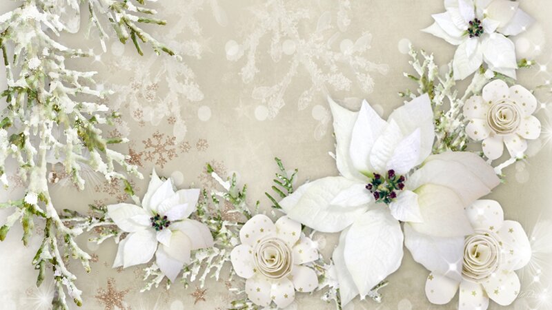 White Poinsettias and Snow