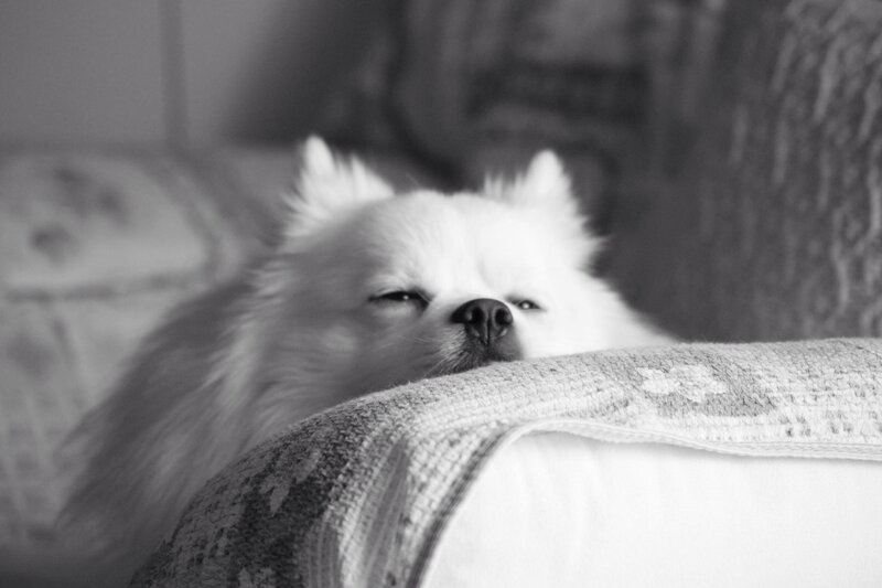 White Pomeranian Dog — Black