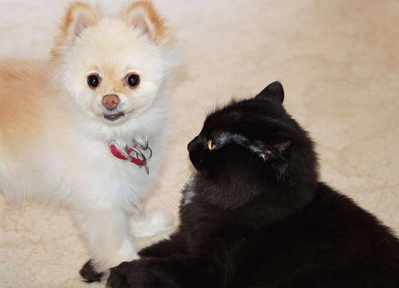 White Pomeranian Dog — Calm