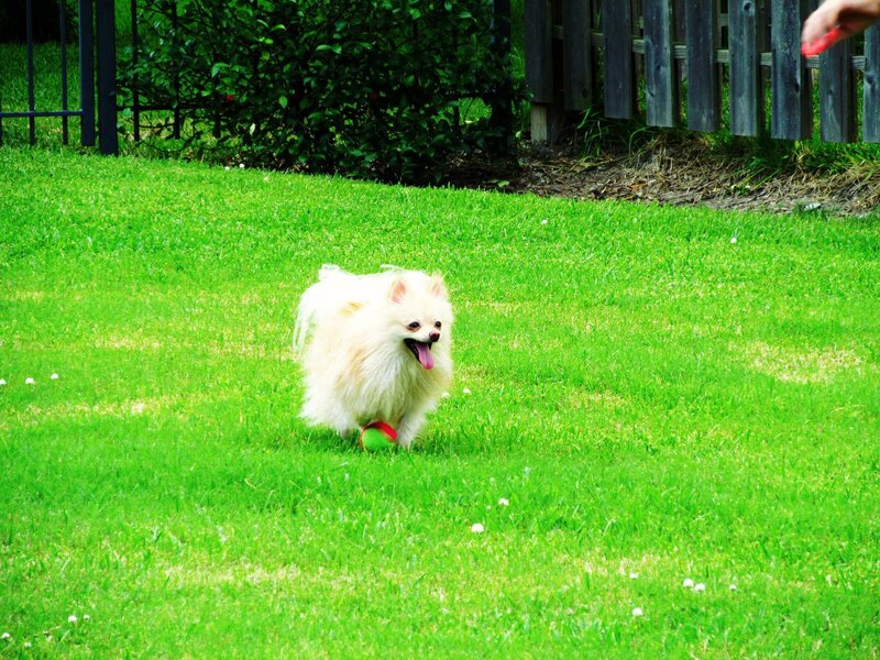 White Pomeranian Dog — Green, Playful