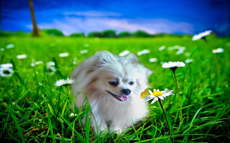 White Pomeranian Dog — Green, Serene
