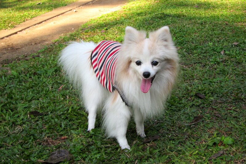White Pomeranian Dog — Green