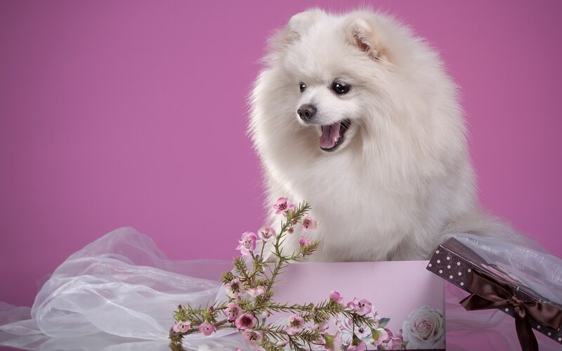 White Pomeranian Dog — Pink