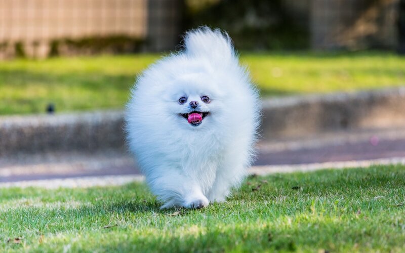 White Pomeranian Dog — Playful