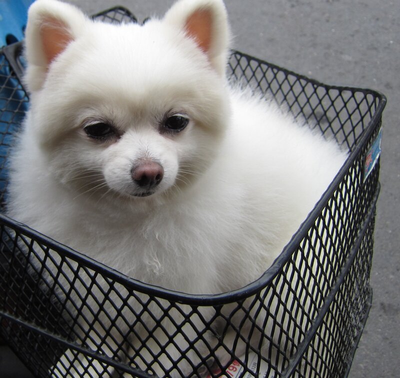 White Pomeranian Dog