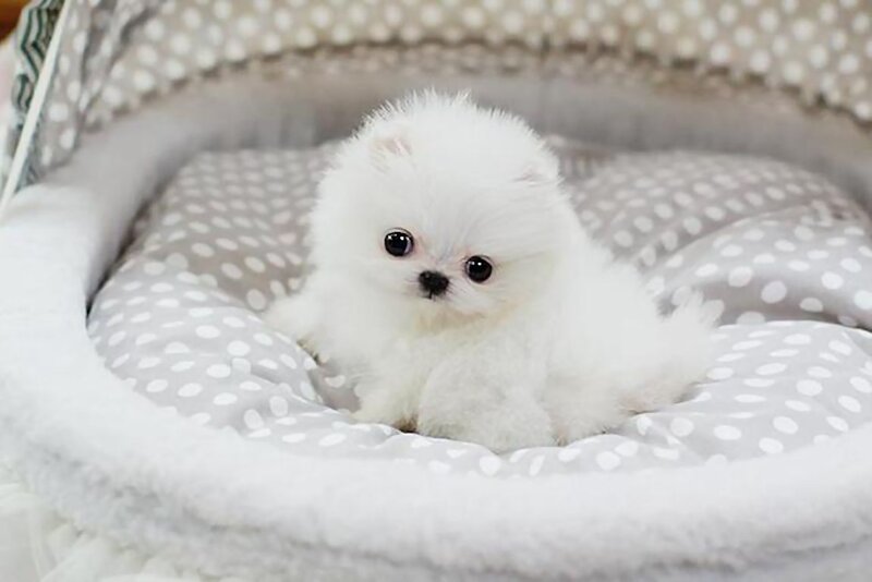 White Pomeranian Puppy — Calm, Photograph, Dog Bed