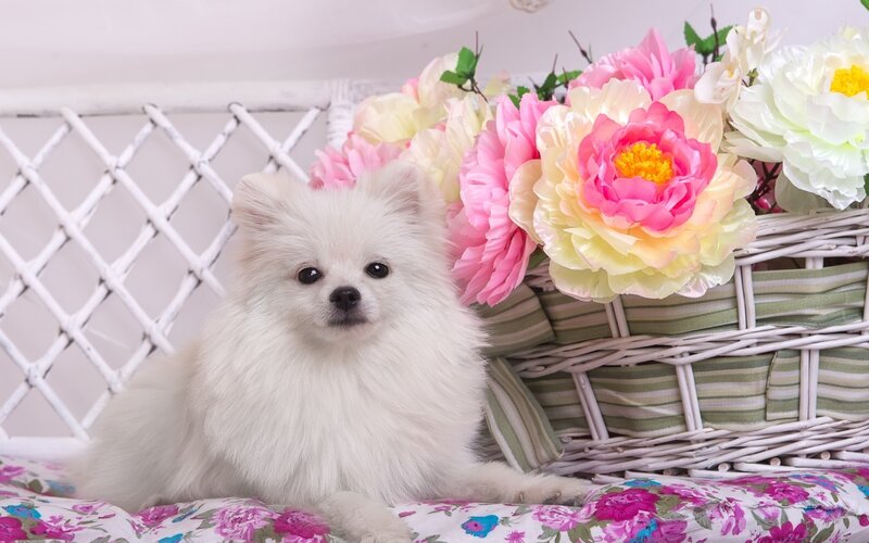 White Pomeranian Puppy — Calm, Photograph, Flowers, Basket