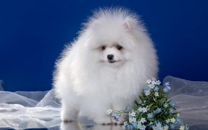 White Pomeranian Puppy — Calm, Photograph, Flowers