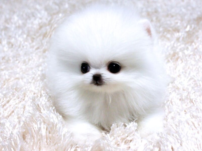 White Pomeranian Puppy — Calm, Photograph, Fluffy Rug
