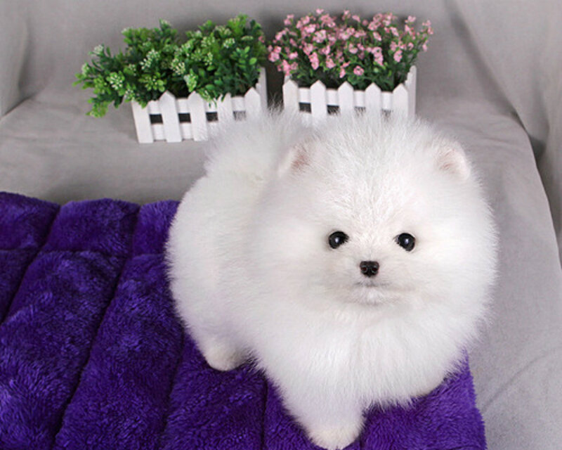 White Pomeranian Puppy — Calm, Photograph, Purple Blanket