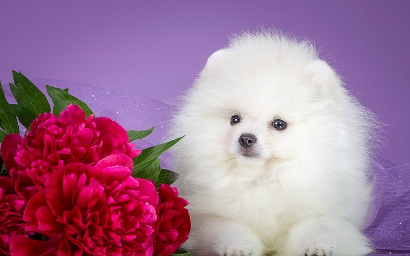 White Pomeranian Puppy — Calm, Photograph, Red Peonies