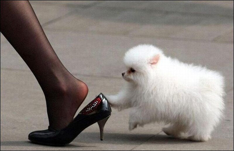 White Pomeranian Puppy — Calm, Photograph