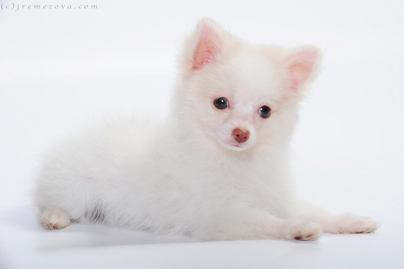 White Pomeranian Puppy — Calm