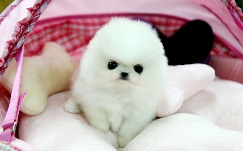 White Pomeranian Puppy — Cute, Photograph