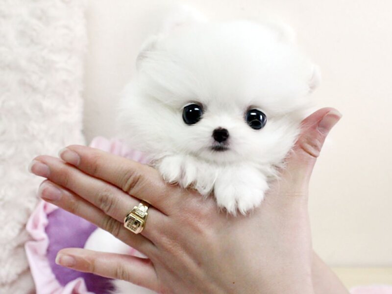 White Pomeranian Puppy — Cute
