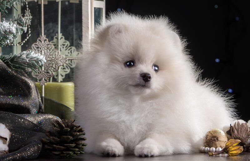 White Pomeranian Puppy — Festive