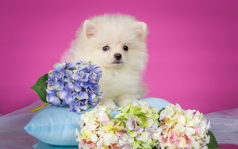 White Pomeranian Puppy — Pink, Calm, Photograph