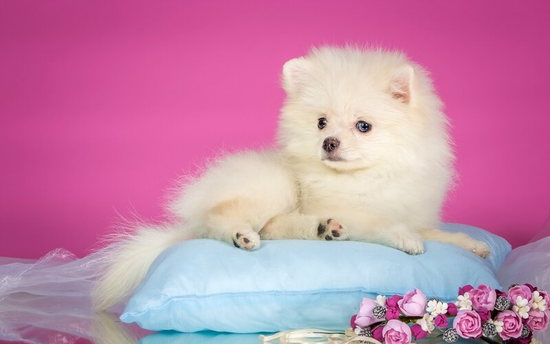 White Pomeranian Puppy — Pink, Calm