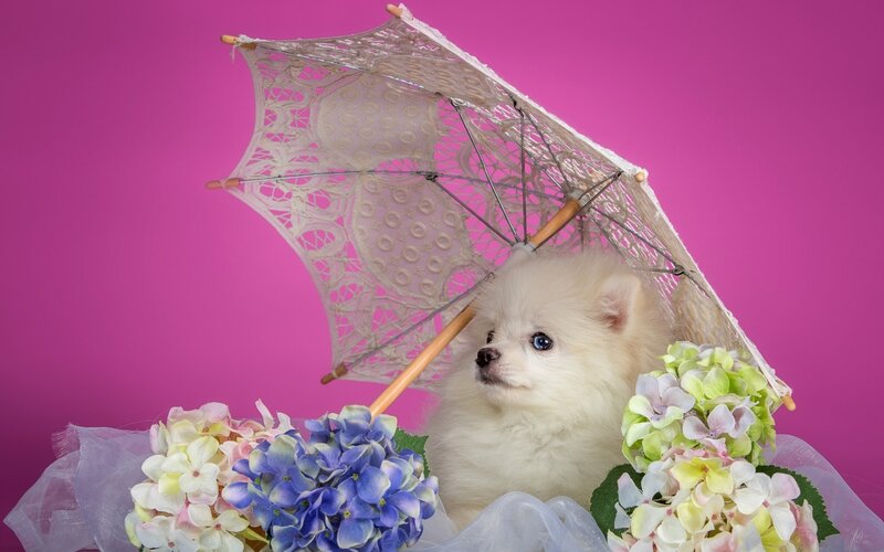 White Pomeranian Puppy — Pink