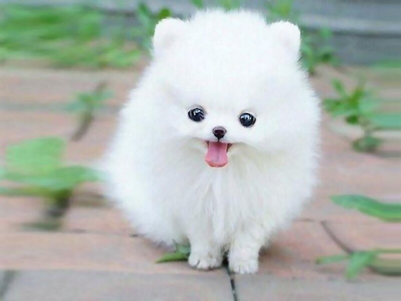 White Pomeranian Puppy — Playful