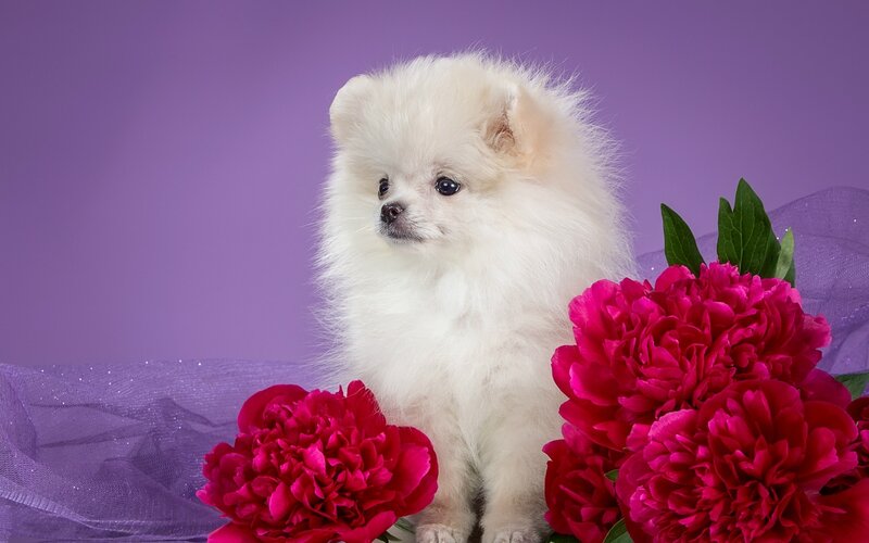 White Pomeranian Puppy — Purple
