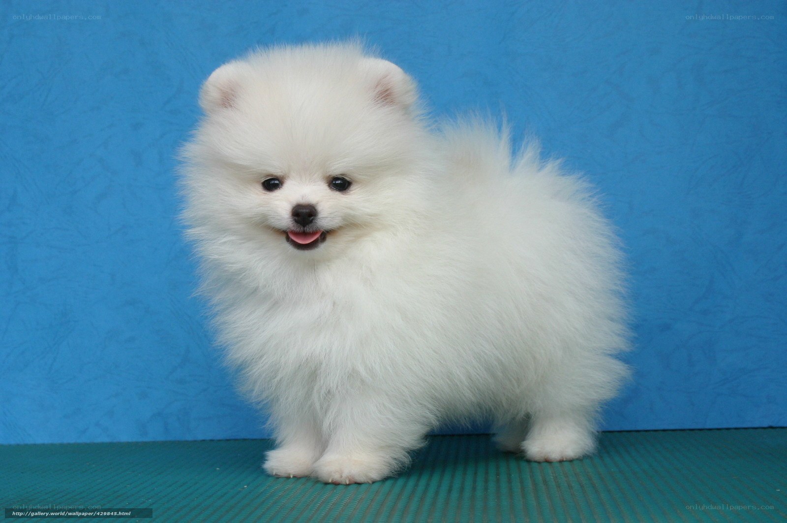 White Pomeranian Puppy