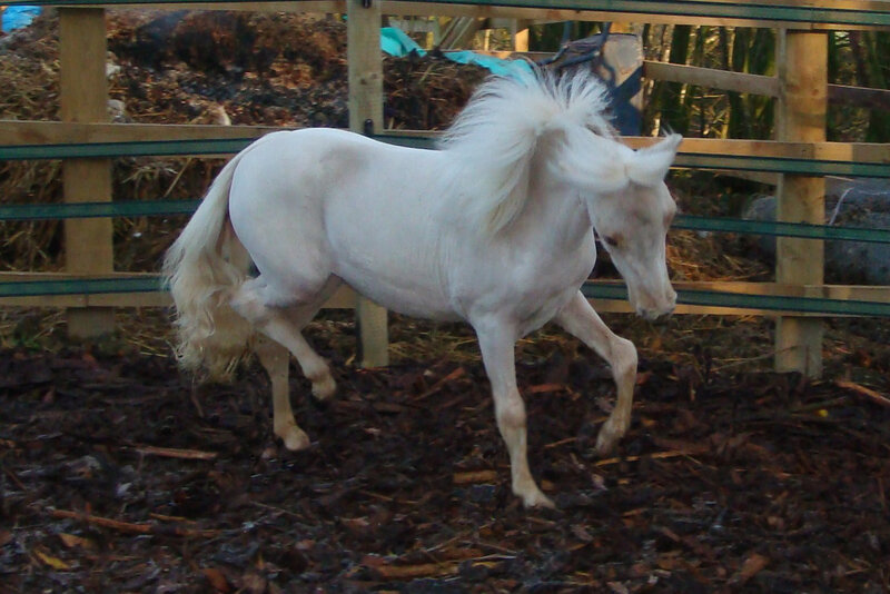white pony in a pen