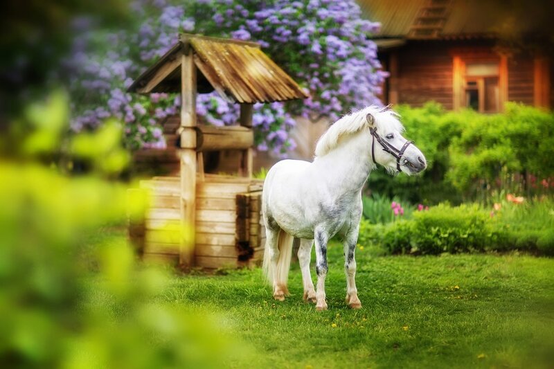 White Pony in Garden