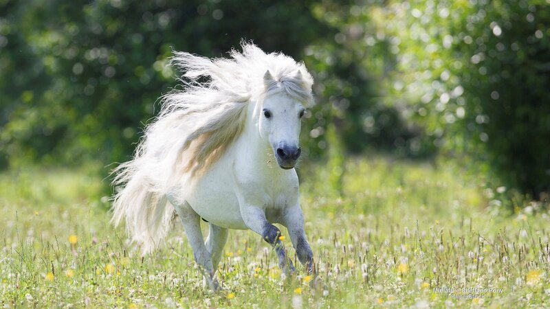 White Pony Running