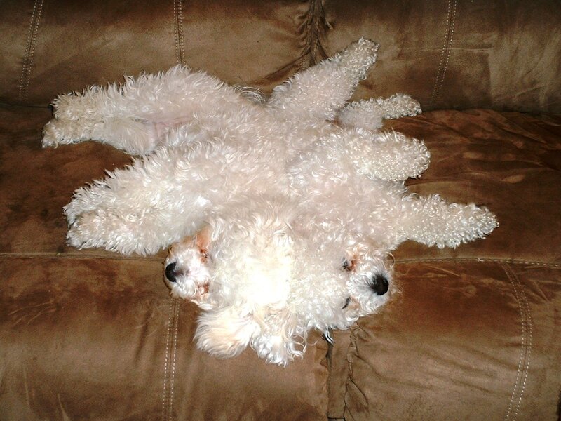 White Poodle Dog — Brown