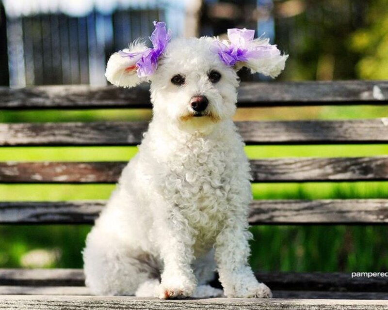 White Poodle Dog — Calm, Afternoon, Photograph, Bench