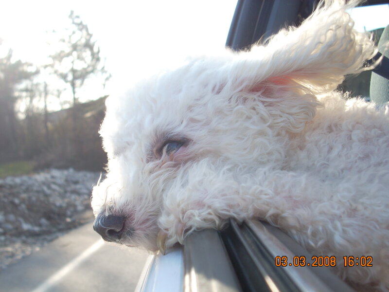 White Poodle Dog — Calm, Afternoon, Photograph, Car Window