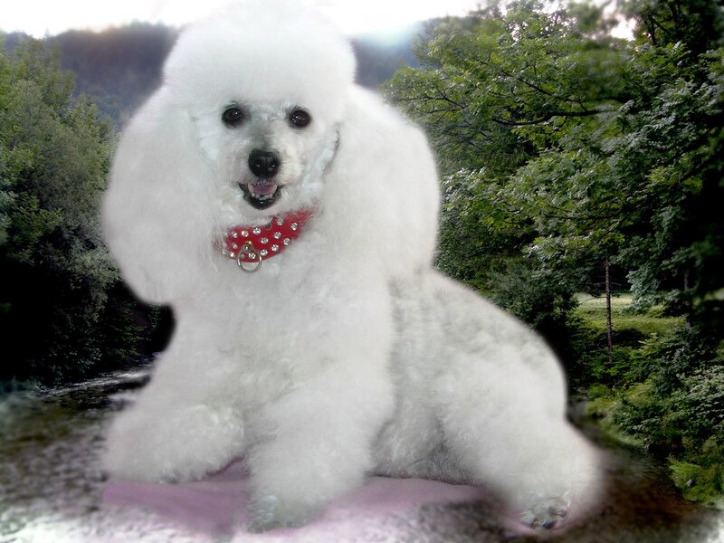 White Poodle Dog — Calm, Afternoon, Photograph