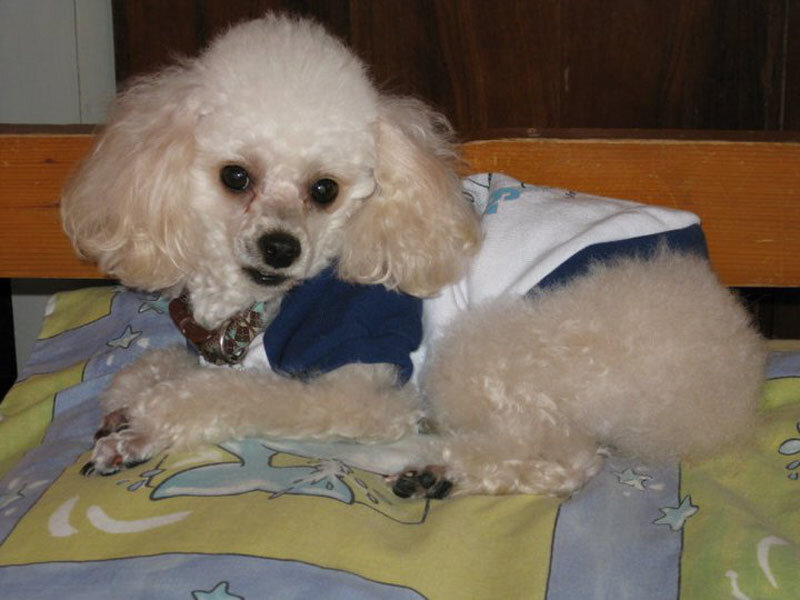 White Poodle Dog — Calm, Photograph, Bed