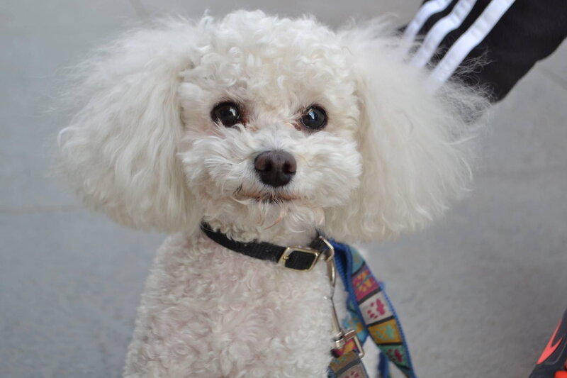White Poodle Dog — Calm, Photograph, Collar, Leash
