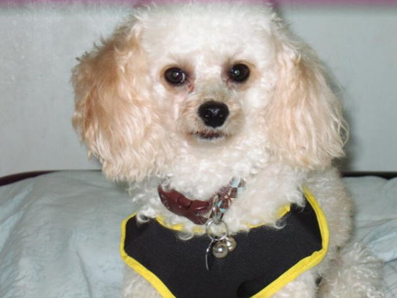 White Poodle Dog — Calm, Photograph, Collar