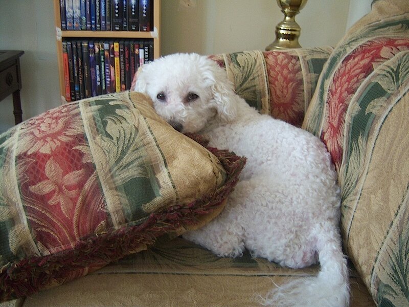 White Poodle Dog — Calm, Photograph, Couch