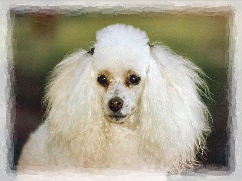 White Poodle Dog — Calm, Photograph, Fur