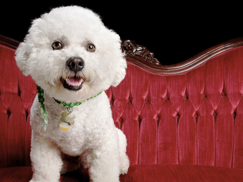 White Poodle Dog — Calm, Photograph, Red Couch