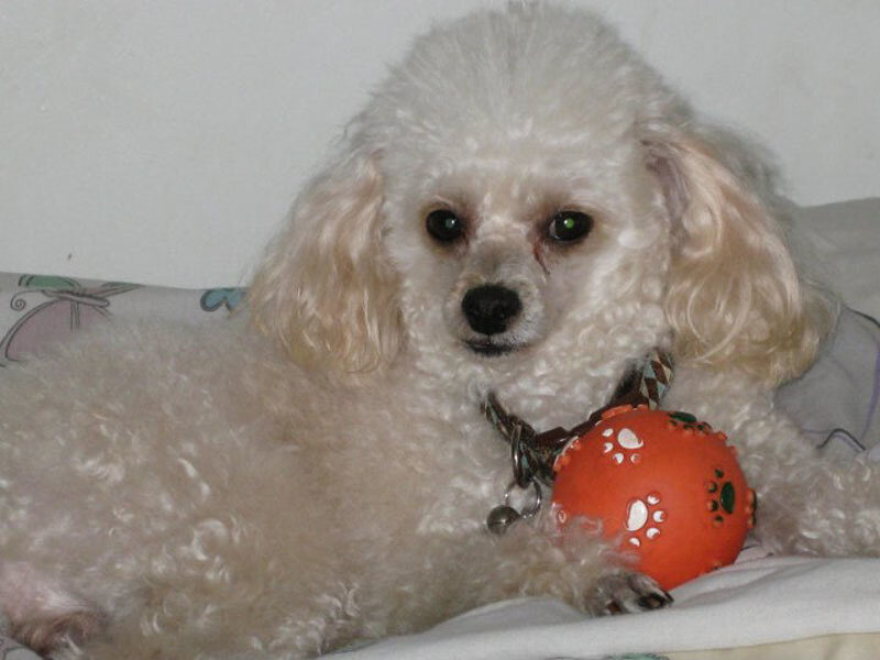 White Poodle Dog — Calm, Photograph