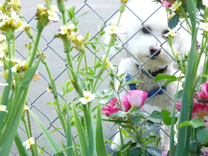 White Poodle Dog — Calm, Spring