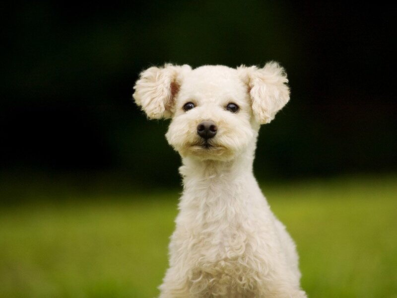 White Poodle Dog — Calm