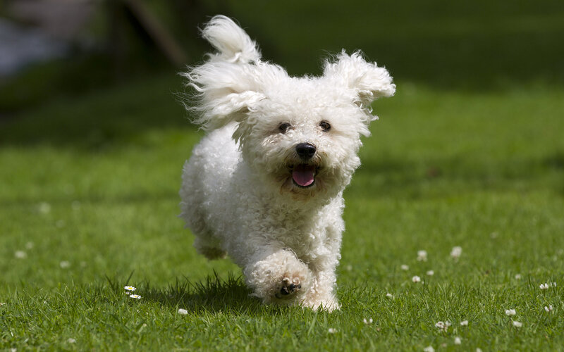 White Poodle Dog — Green