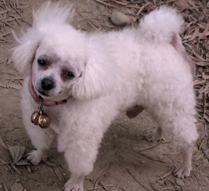White Poodle Dog — Neutral, Photograph, Collar