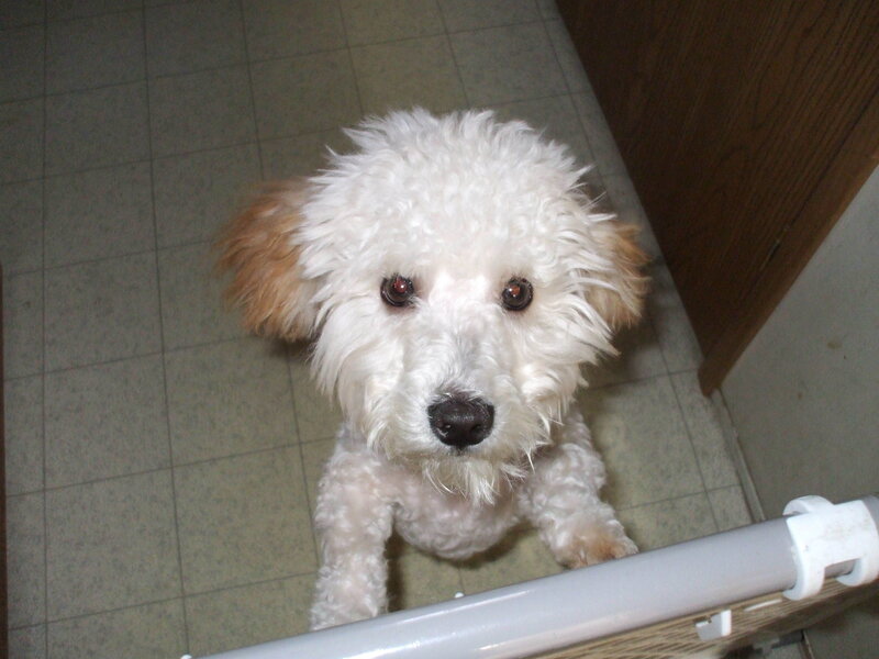 White Poodle Dog — Neutral, Photograph, Floor