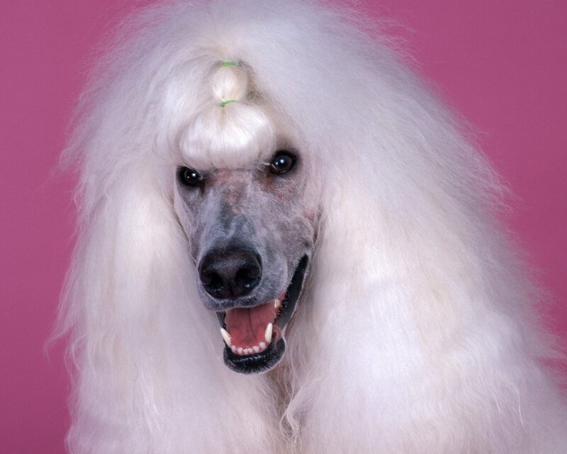 White Poodle Dog — Neutral, Photograph, Pink Background