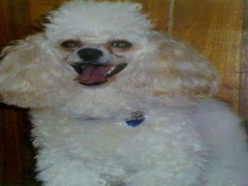 White Poodle Dog — Neutral, Photograph