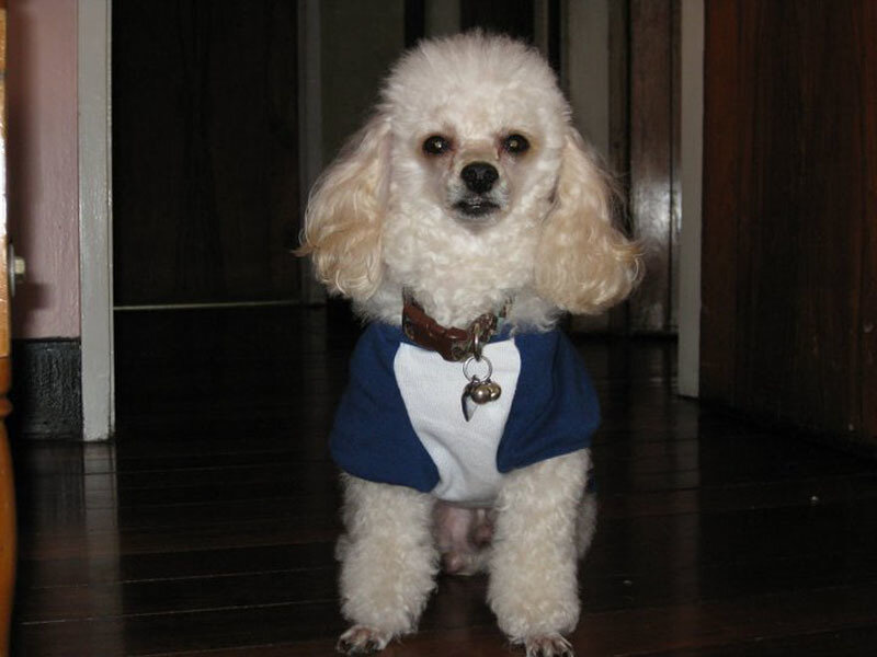 White Poodle Dog — Neutral