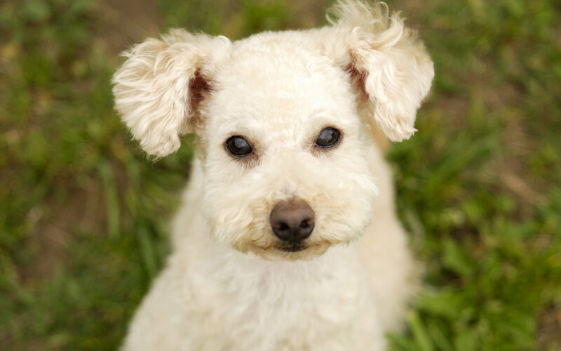 white poodle dog outdoors